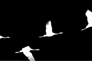 Петербуржцы присоединились к акции памяти «Журавли» 